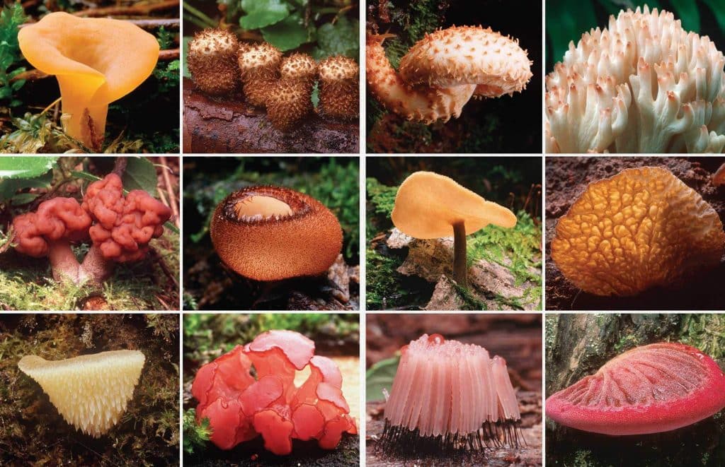 how to grow mushrooms fantastic fungi