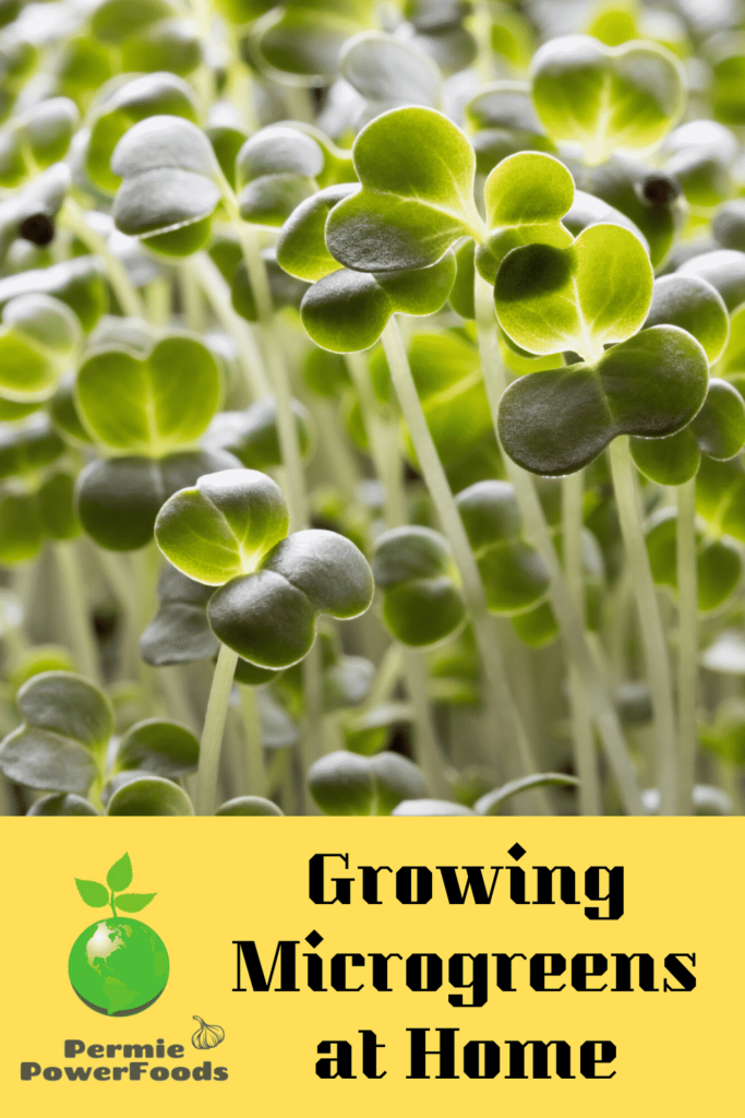 growing microgreens at home like sunflower sprouts from permie power foods