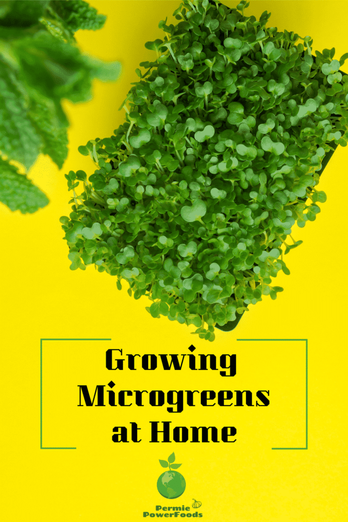 Microgreen growing at home permie power foods