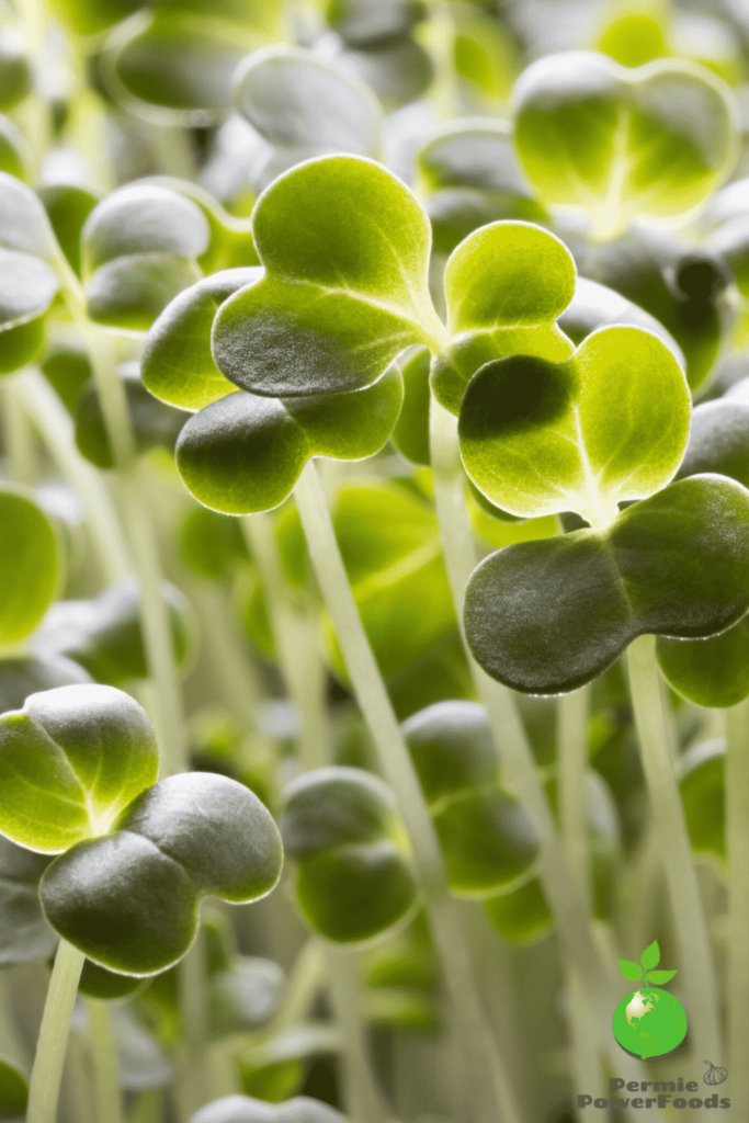 Microgreens close up growing in light