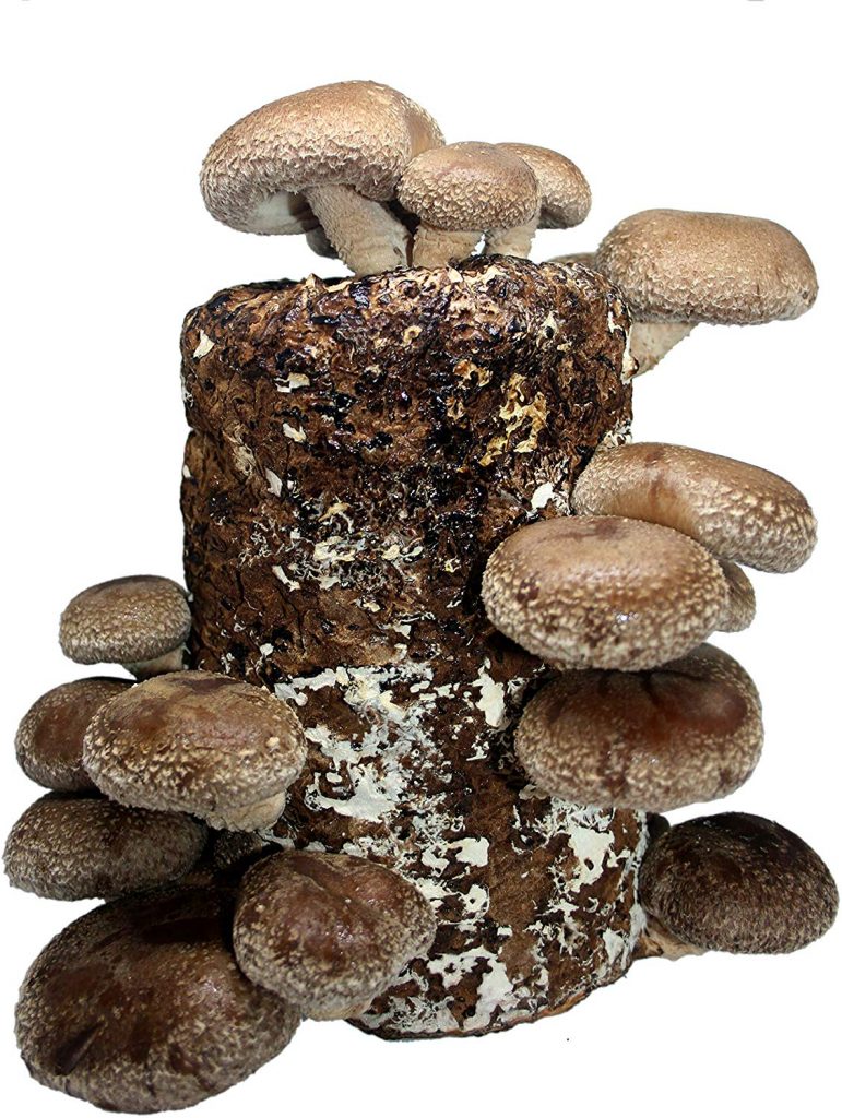 mushroom growing log