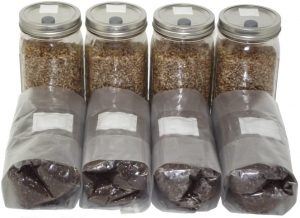 four quart sized jars of sterilized rye substrate for mushrooms